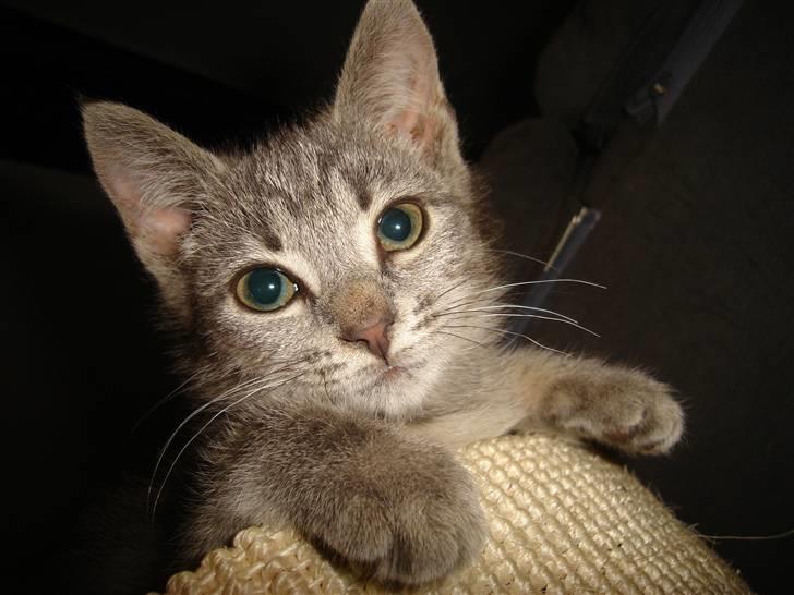 Huskat Minni Mis billede 11