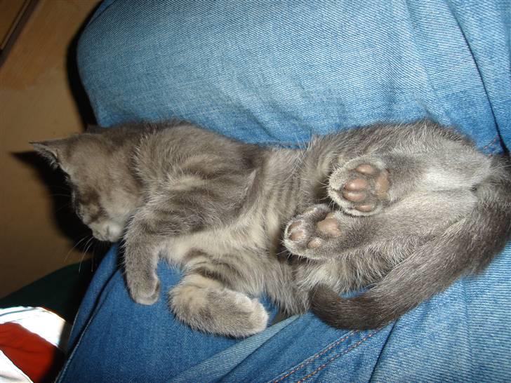 Huskat Minni Mis billede 12