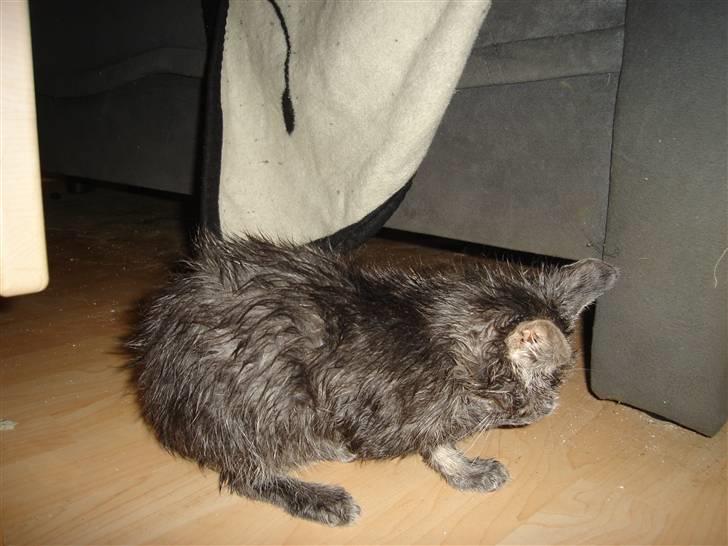 Huskat Minni Mis billede 13