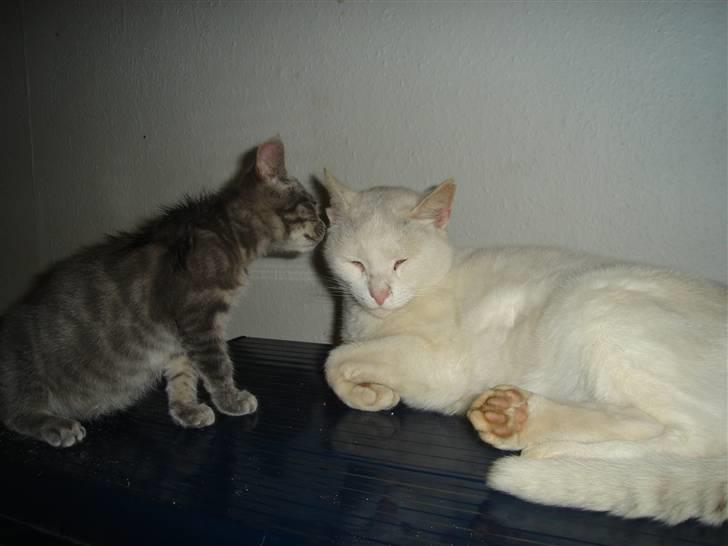 Huskat Minni Mis billede 14