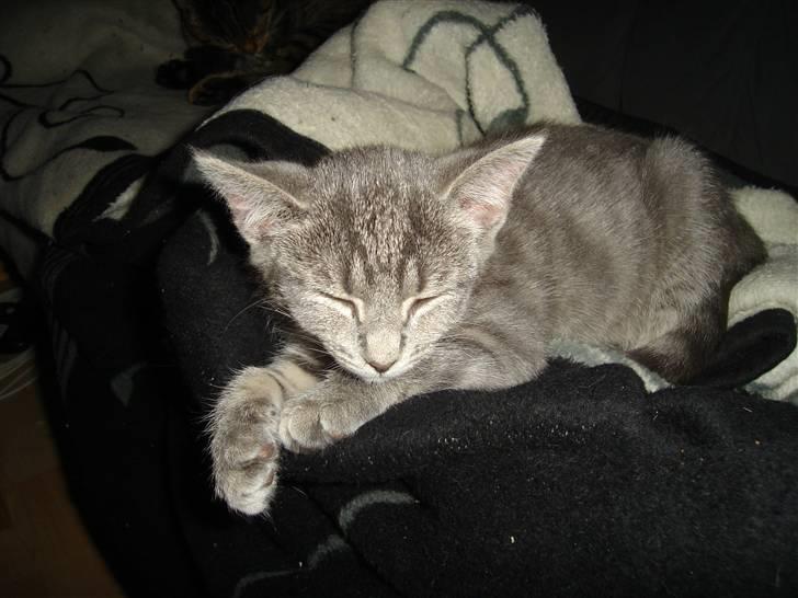 Huskat Minni Mis billede 15