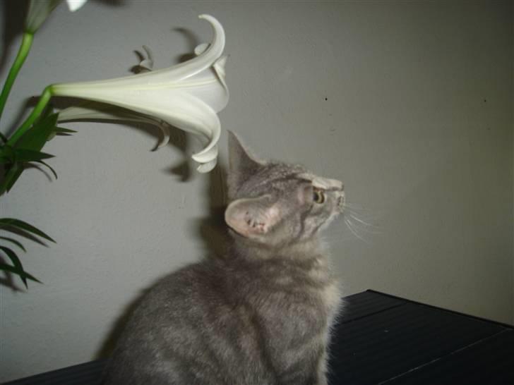 Huskat Minni Mis billede 16