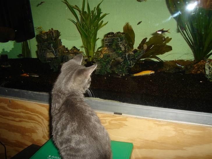 Huskat Minni Mis billede 17