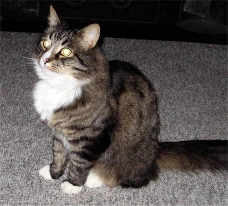 Blanding af racer Ozzi †R.I.P† billede 20