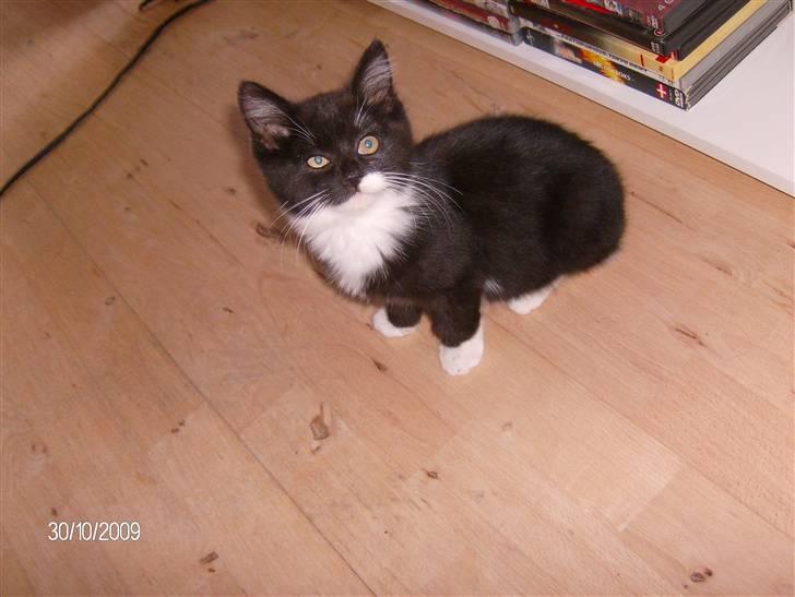 Blanding af racer Emil billede 1