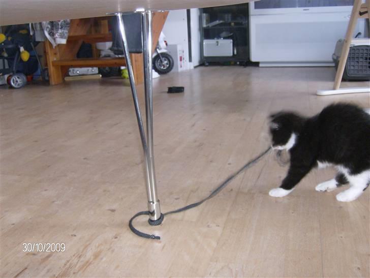 Blanding af racer Emil billede 2