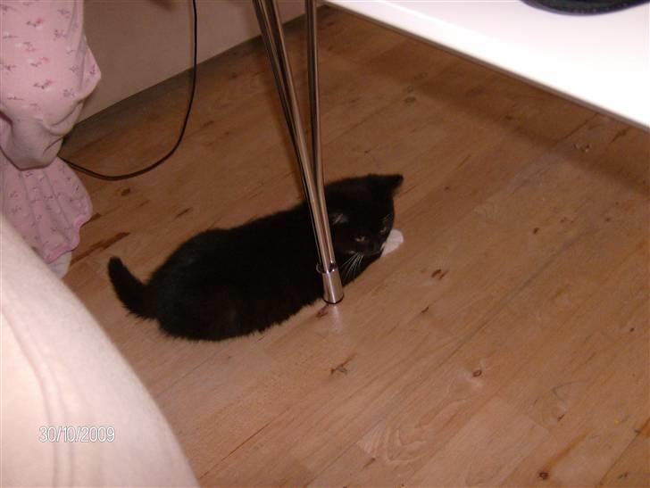 Blanding af racer Emil billede 3