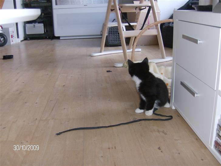 Blanding af racer Emil billede 4