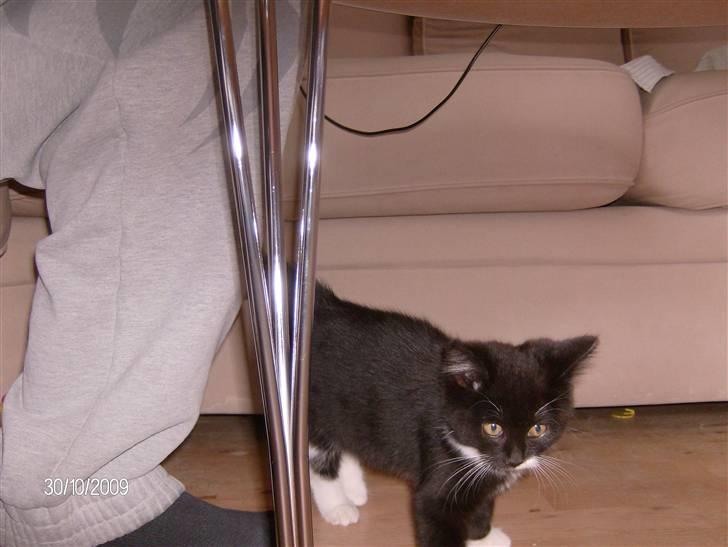 Blanding af racer Emil billede 5