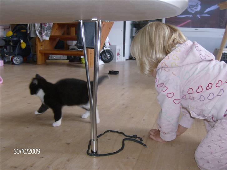 Blanding af racer Emil billede 6