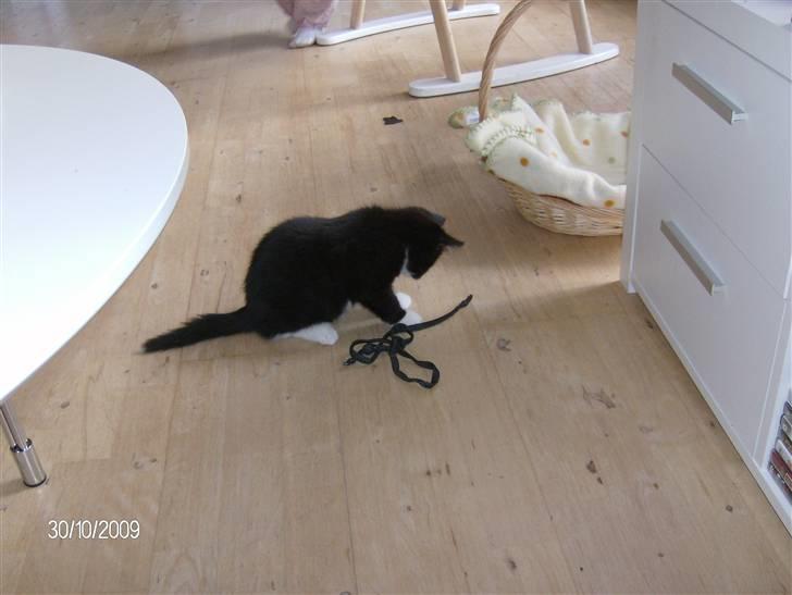 Blanding af racer Emil billede 7