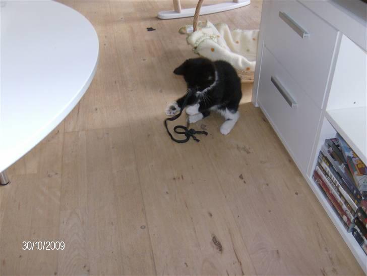 Blanding af racer Emil billede 8