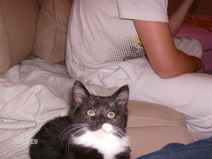 Blanding af racer Emil billede 9