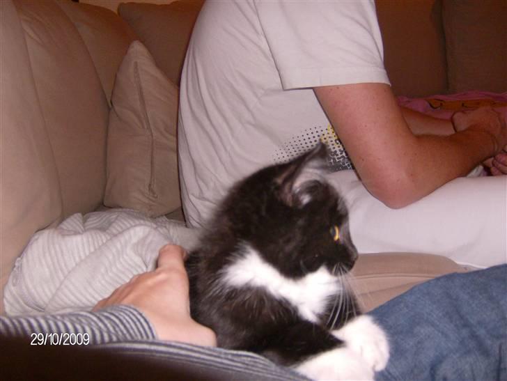 Blanding af racer Emil billede 10