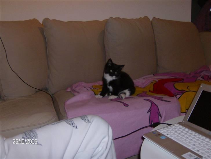 Blanding af racer Emil billede 11