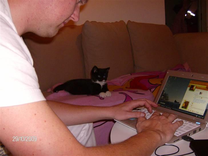 Blanding af racer Emil billede 12