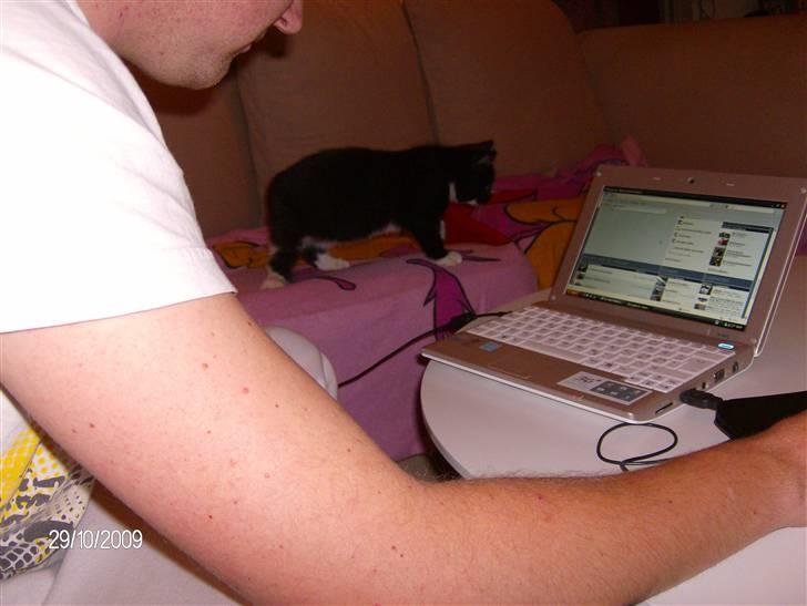 Blanding af racer Emil billede 13