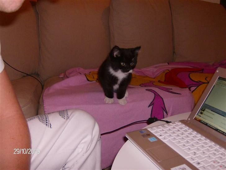 Blanding af racer Emil billede 14