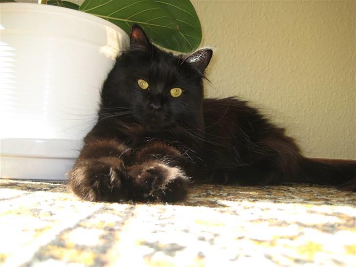 Maine Coon Coco - :D Jeg er vokset. billede 16