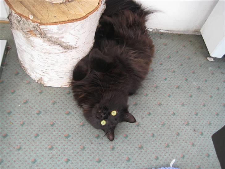 Maine Coon Coco - Mijav billede 17