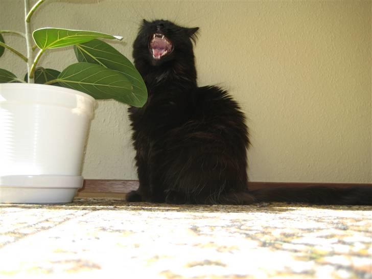 Maine Coon Coco - Gaaaaab. billede 18