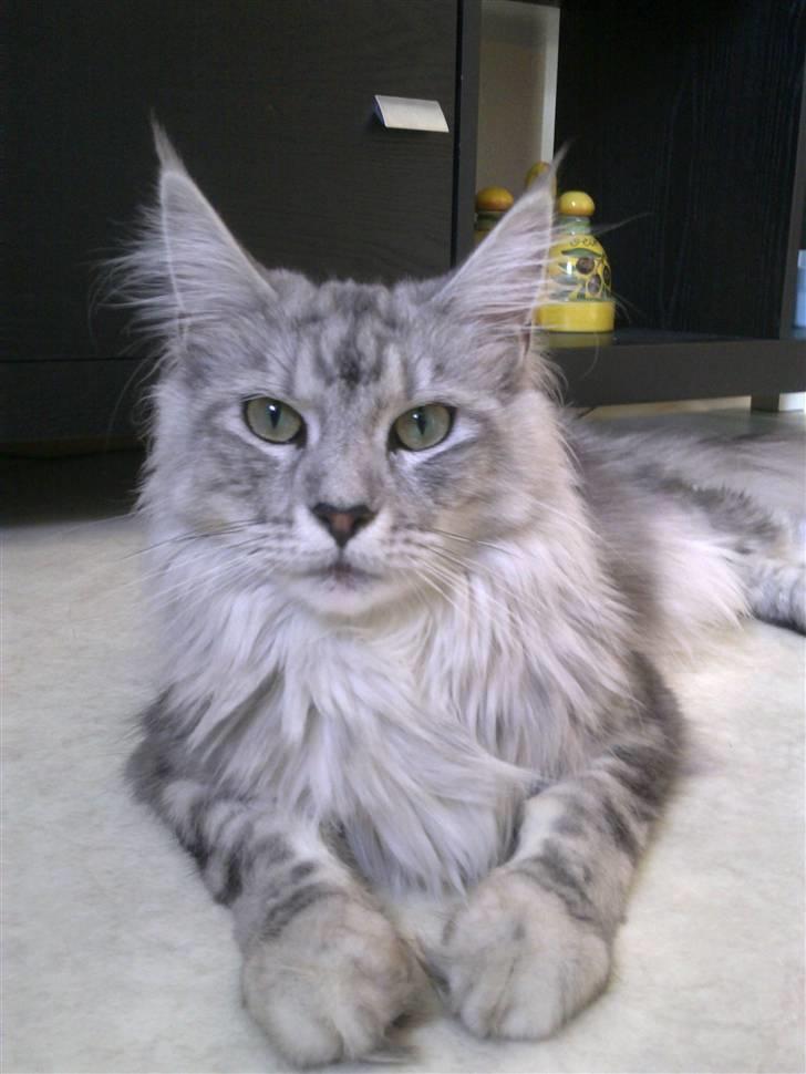 Maine Coon Edelweis billede 1