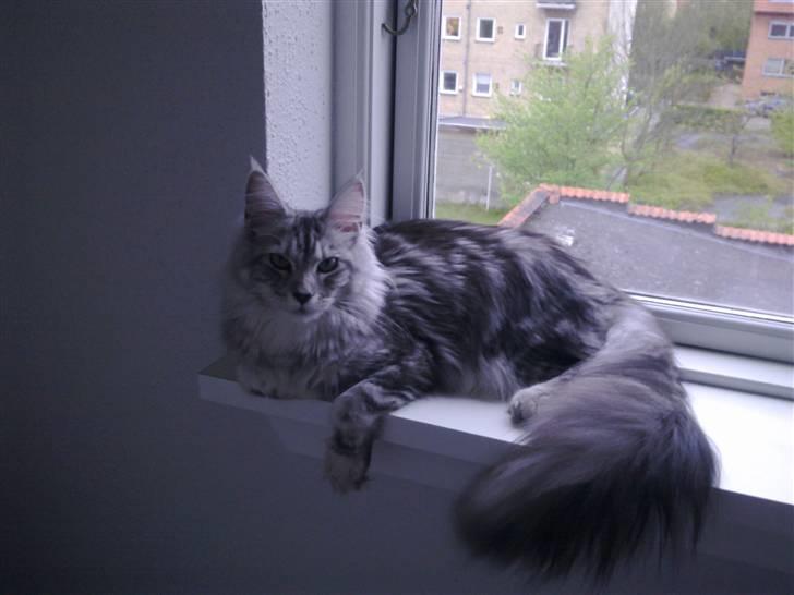 Maine Coon Edelweis billede 2