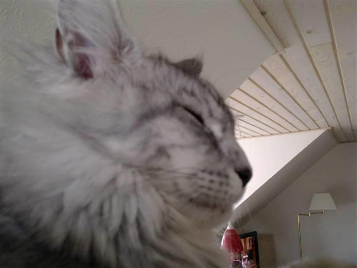 Maine Coon Edelweis billede 4