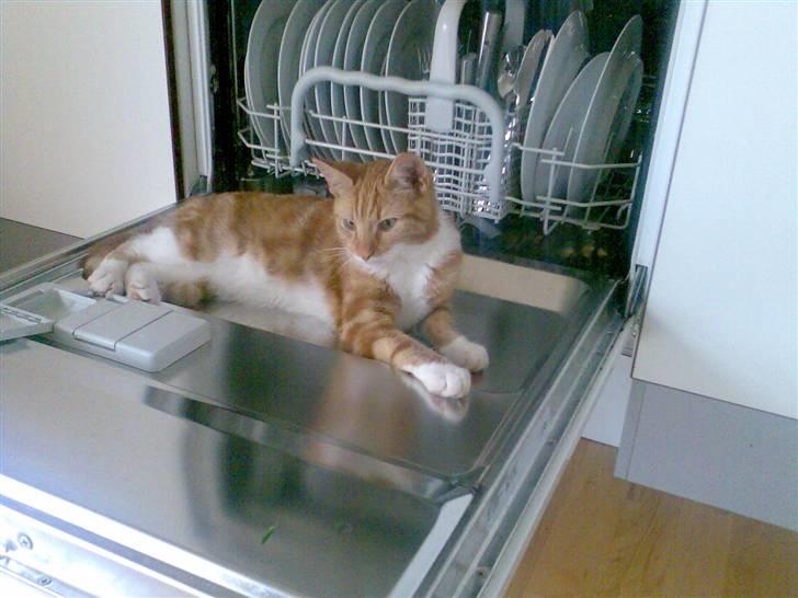 Huskat Herman 'Hermie' - Her er dejligt varmt billede 2