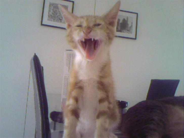 Huskat Herman 'Hermie' - Gaaaaaab! billede 1