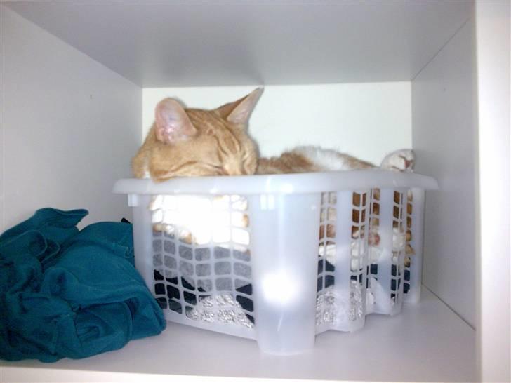 Huskat Herman 'Hermie' - Arrrrh, her ligger man godt billede 3