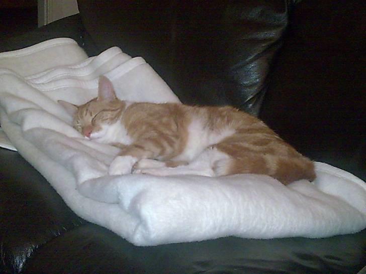 Huskat Herman 'Hermie' - Hygge på det bløde tæppe billede 4