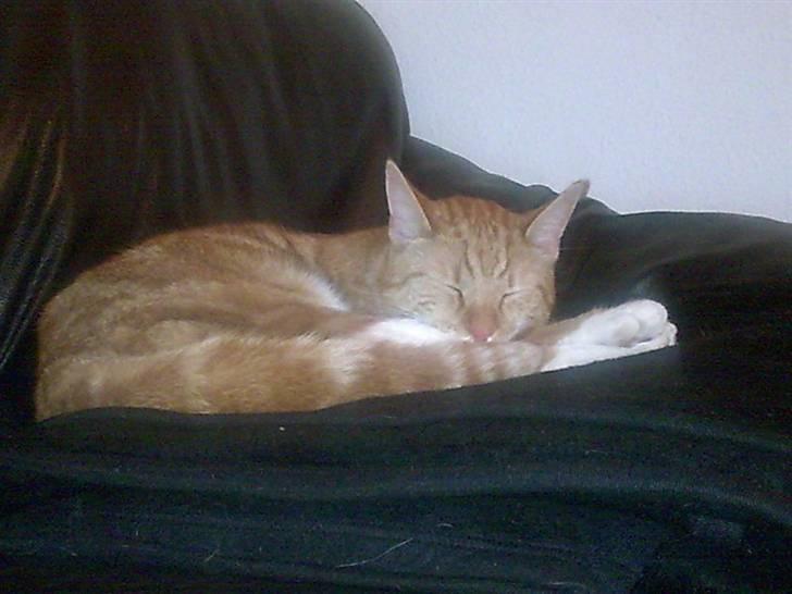 Huskat Herman 'Hermie' billede 5