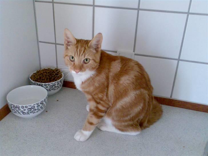 Huskat Herman 'Hermie' - Mor! Ikke flere billeder! billede 6