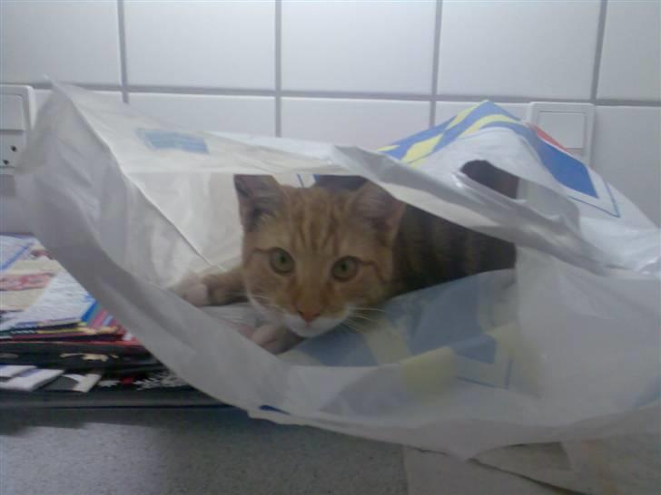 Huskat Herman 'Hermie' - Skal liiige ind og kigge billede 7