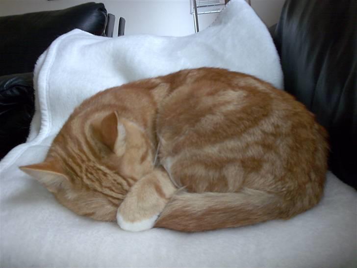 Huskat Herman 'Hermie' - Så kom "gardinet" for billede 8