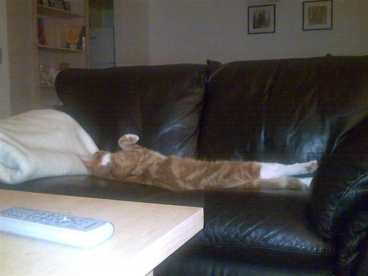 Huskat Herman 'Hermie' - Fylder hele sofaen :) billede 9