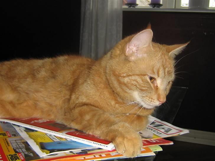 Blanding af racer Elvis billede 19