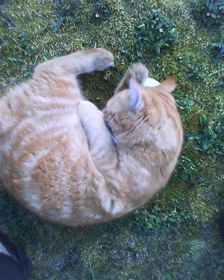 Blanding af racer Elvis billede 20