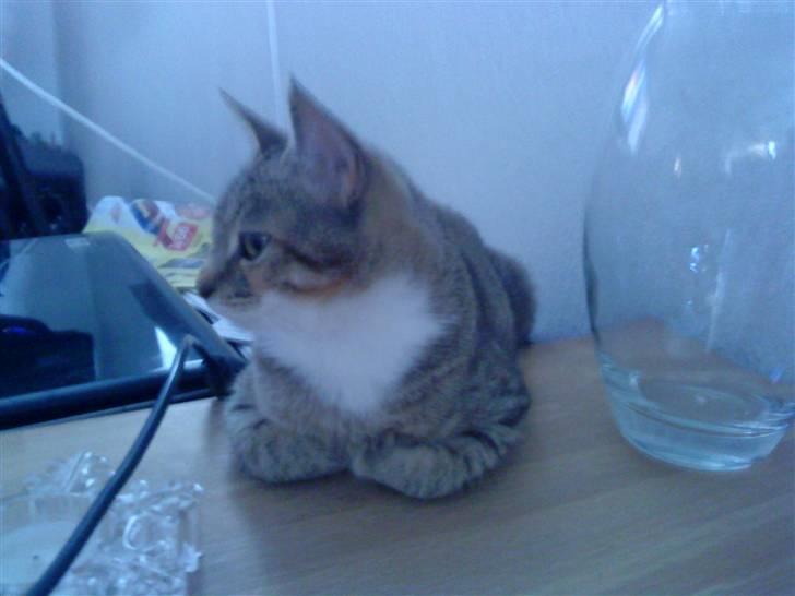 Huskat Mille - Forbenene under maven så ligger man godt.  billede 6