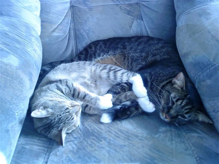 Huskat Mille - At ligge og sove med Mickey er det bedste. billede 7