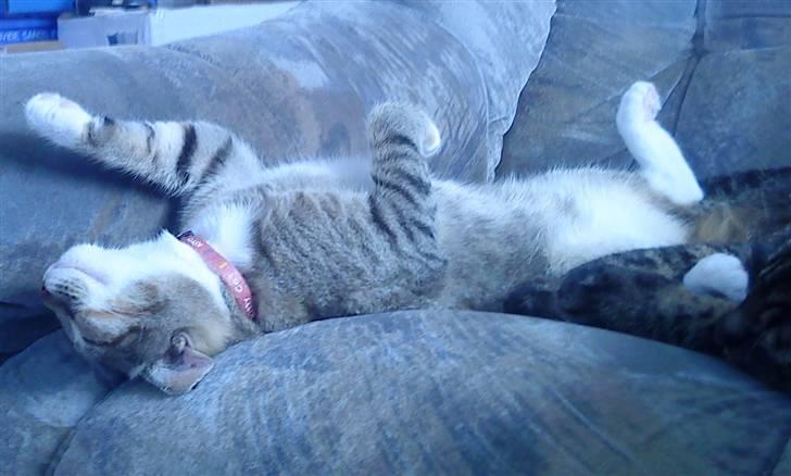 Huskat Mille - Hvis jeg ligger sådan har, ligner jeg så ikke en statue. billede 8