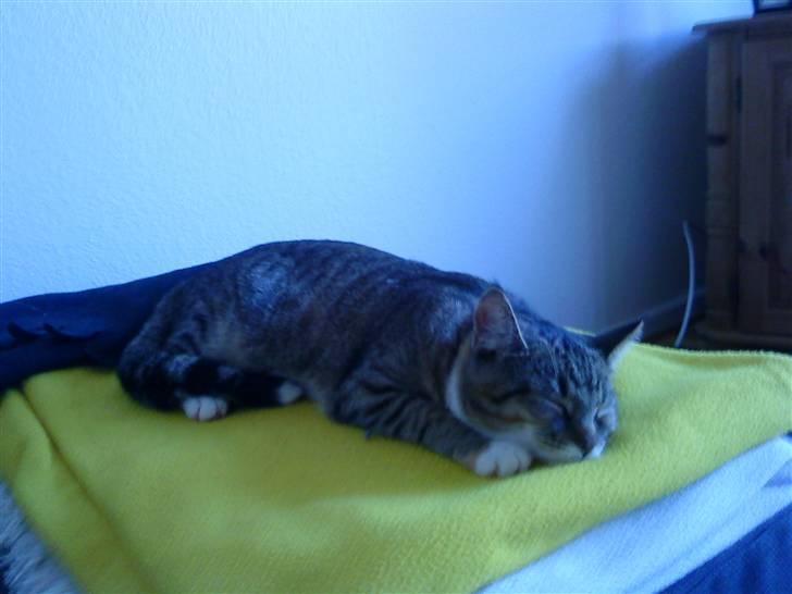 Huskat Mille - Trængte lige til en lille lur. billede 10