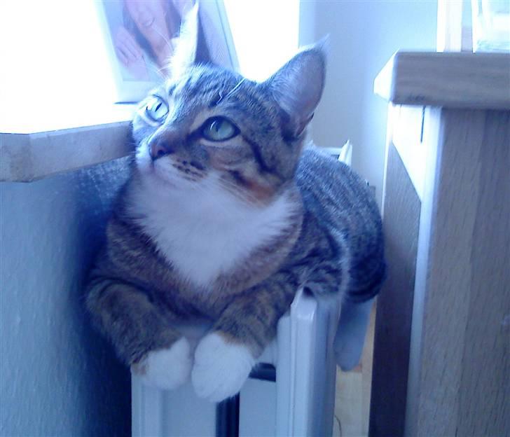 Huskat Mille - AHH. dejligt varmt at ligge på radiatoren. billede 11