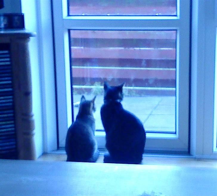 Huskat Mickey - Hygge.  billede 10