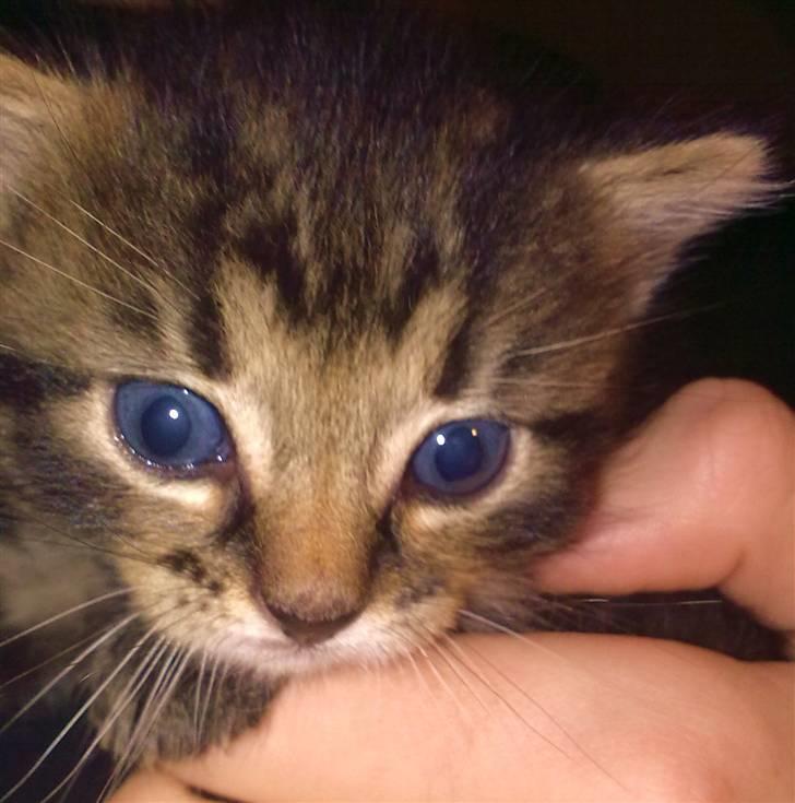 Huskat Bob billede 7