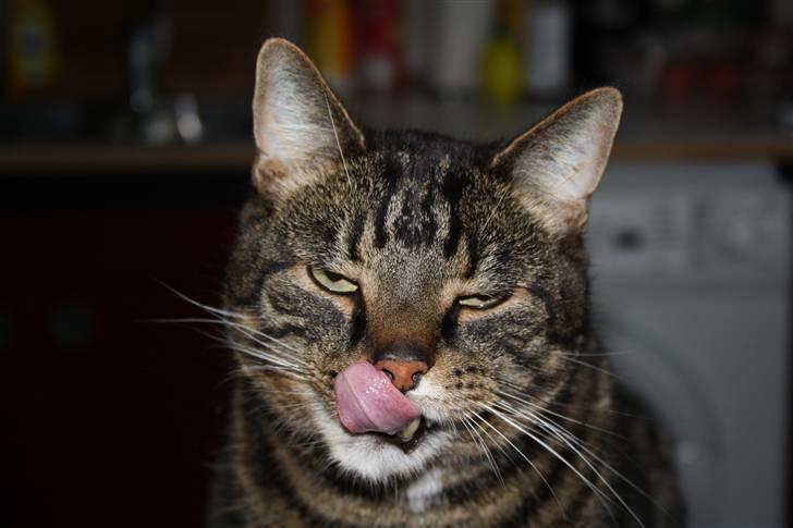 Huskat Robin billede 1