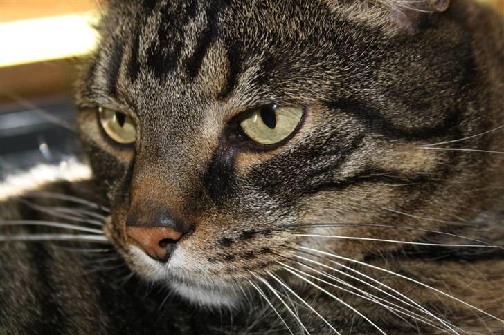 Huskat Robin billede 2