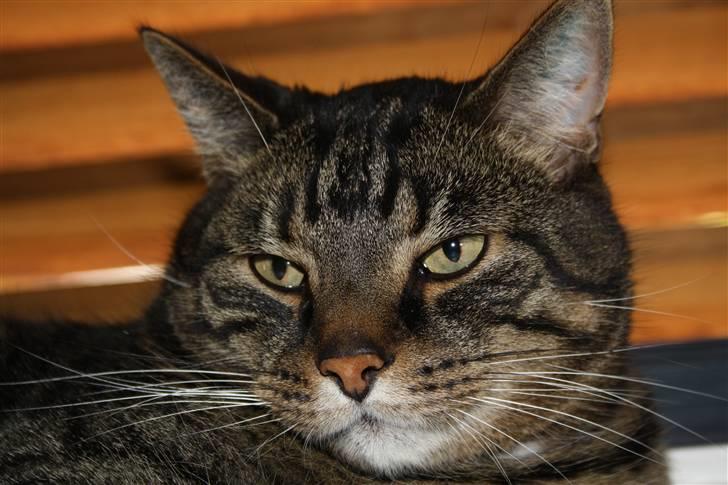 Huskat Robin billede 3