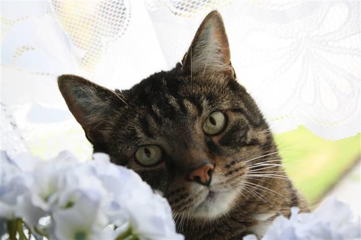 Huskat Robin billede 4